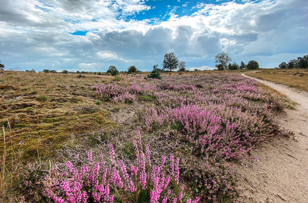 Wandeling omgeving Appelscha